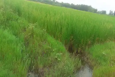 زمین شالیزار بازار جمعه روستای زیمسار ۵۵۰۰ متر