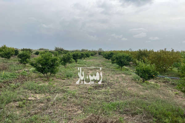 باغ هلو فنس کامل قطره ای با آبندان روستای زینه بند-1