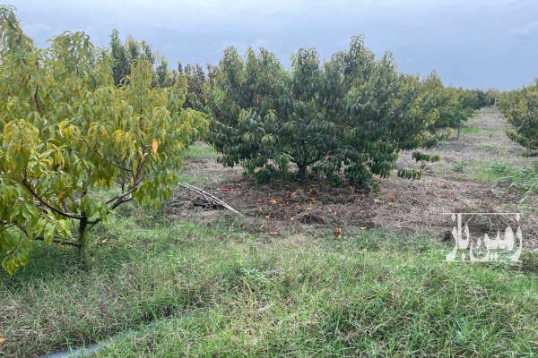 باغ هلو فنس کامل قطره ای با آبندان روستای زینه بند-3