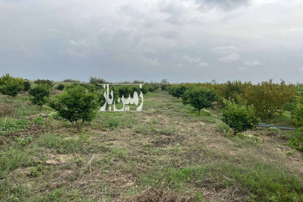 باغ هلو فنس کامل قطره ای با آبندان روستای زینه بند-4