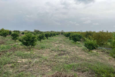 باغ هلو فنس کامل قطره ای با آبندان روستای زینه بند