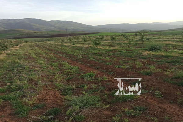 هشت و نیم هکتار زمین کشاورزی با درختان میوه و آب چشمه طبیعی-2