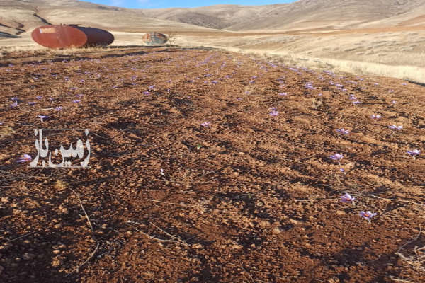 هشت و نیم هکتار زمین کشاورزی با درختان میوه و آب چشمه طبیعی-3