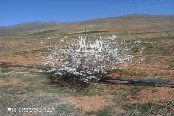 هشت و نیم هکتار زمین کشاورزی با درختان میوه و آب چشمه طبیعی-4