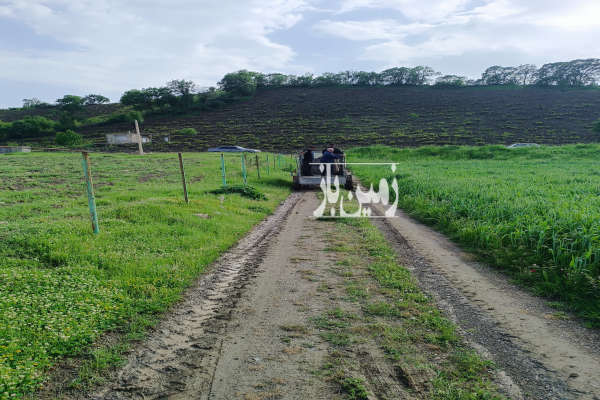 زمین باغ کشاورزی درختان گردو دارای چاه آب-1