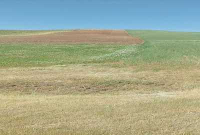 فروش ۷هکتار زمین کشاورزی دیمی شهرسقز جاده بانه