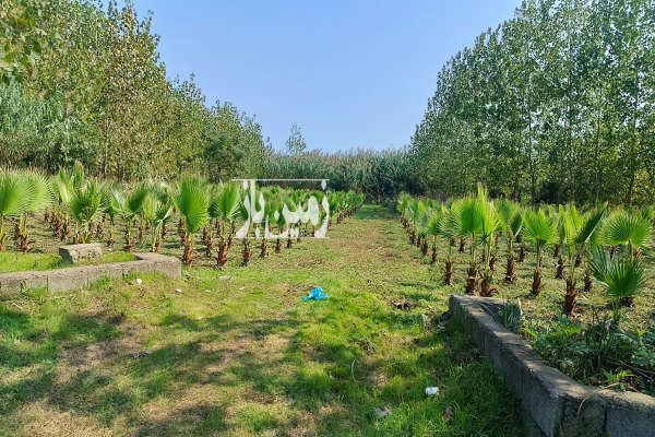 زمین با سند و پروانه در رودسر ۲۲۰۰ متر-1