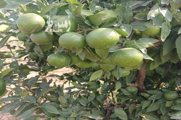 باغ یک ساله نارنگی ژاپنی جاده گهرباران طبقده-1