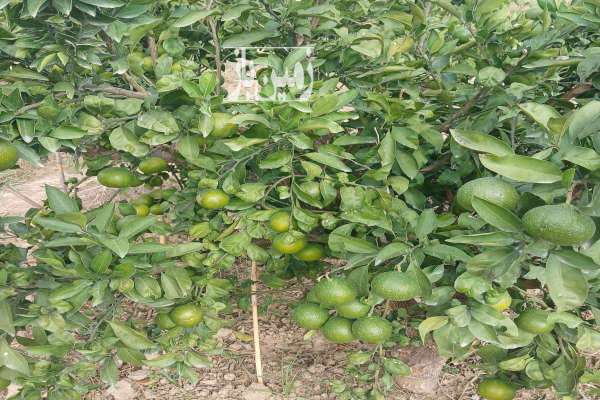 باغ یک ساله نارنگی ژاپنی جاده گهرباران طبقده-2