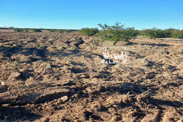 باغ یک ساله نارنگی ژاپنی جاده گهرباران طبقده-3