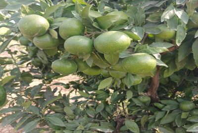 باغ یک ساله نارنگی ژاپنی جاده گهرباران طبقده