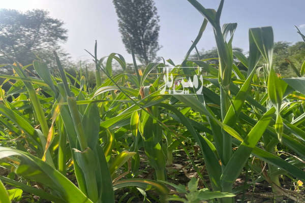 باغ دارای آب نزدیک جاده اصلی روستای قسطین رود الموت-1