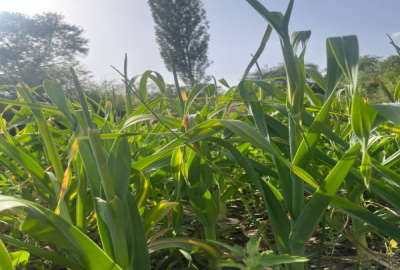 باغ دارای آب نزدیک جاده اصلی روستای قسطین رود الموت