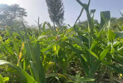 باغ دارای آب نزدیک جاده اصلی روستای قسطین رود الموت