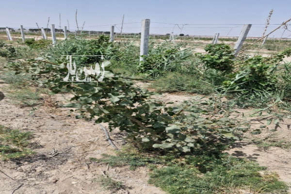 زمین کشاورزی در انیس آباد ۶۰۰ متری-1
