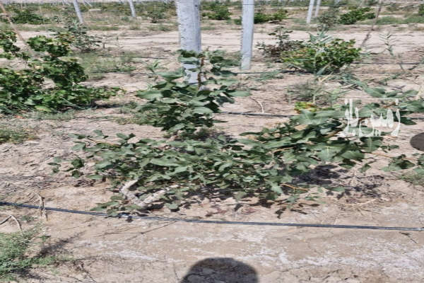 زمین کشاورزی در انیس آباد ۶۰۰ متری-2
