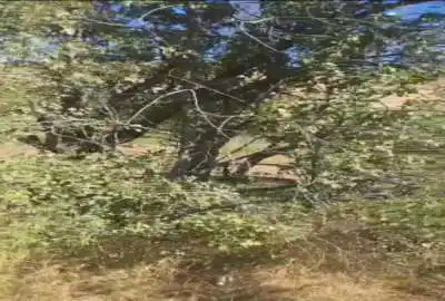 باغ و زمین در شهر کلور شهرستان خلخال ۲۲۰۰ متر