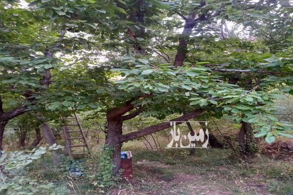 زمین کشاوزی با درختان میوه نزدیک پیست اسکی خور-1