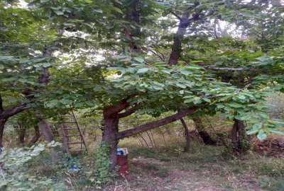 زمین کشاوزی با درختان میوه نزدیک پیست اسکی خور