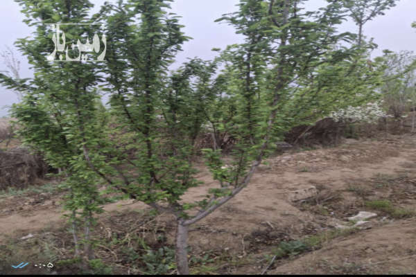 باغ دارای آب هفتگی و درختان ۷ ساله-3