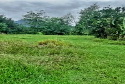 زمین باغ ۲۰۰ متر روستای لولمان فومن