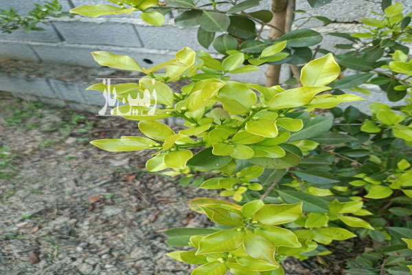 زمین باغی در ساری نزدیک به مرکز شهر روستای اغورکش-1