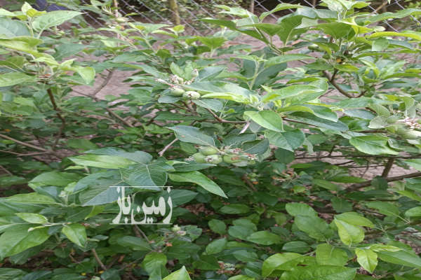 زمین باغی در ساری نزدیک به مرکز شهر روستای اغورکش-2