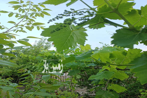 زمین باغی در ساری نزدیک به مرکز شهر روستای اغورکش-4