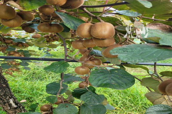 باغ کیوی در تنکابن روستای مازوبن علیا-2
