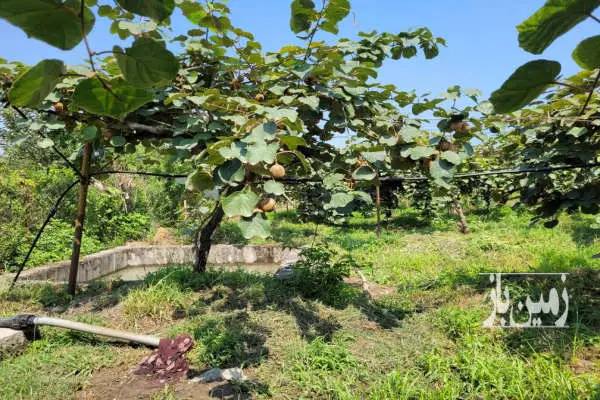باغ کیوی در تنکابن روستای مازوبن علیا - تصویر 4