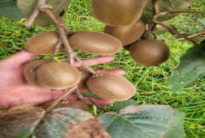 باغ کیوی در تنکابن روستای مازوبن علیا