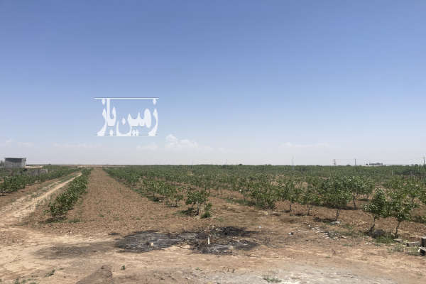 زمین کشاورزی و گلخانه ای با درختان پسته واقع در بوئین زهرا-2