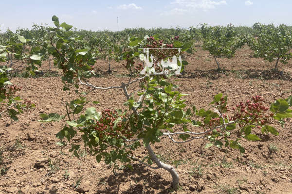 زمین کشاورزی و گلخانه ای با درختان پسته واقع در بوئین زهرا-3