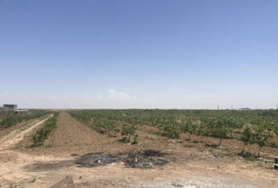 زمین کشاورزی و گلخانه ای با درختان پسته واقع در بوئین زهرا