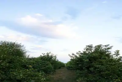 باغ ۲۵۰۰ متری بعد از گاومیش اباد نزدیک پارک جنگلی