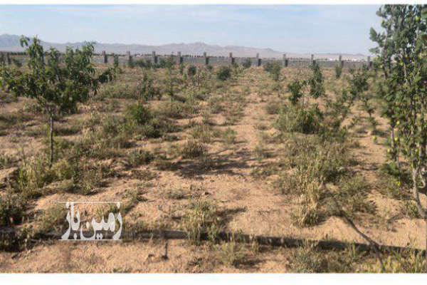 زمین باغچه در زرندیه مامونیه دارای سند تک برگ-1