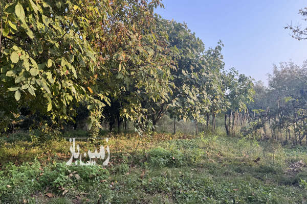 زمین مسکونی ۷۰۰ متری در اسالم خلیف آباد-1