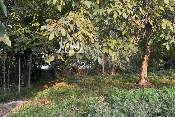 زمین مسکونی ۷۰۰ متری در اسالم خلیف آباد-2