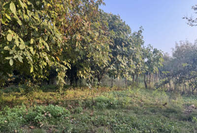 زمین مسکونی ۷۰۰ متری در اسالم خلیف آباد