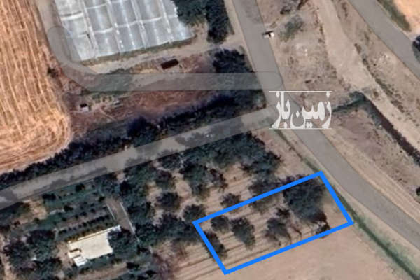 زمین ۵۰۰متری دارای درخت گردو کهنسال-1