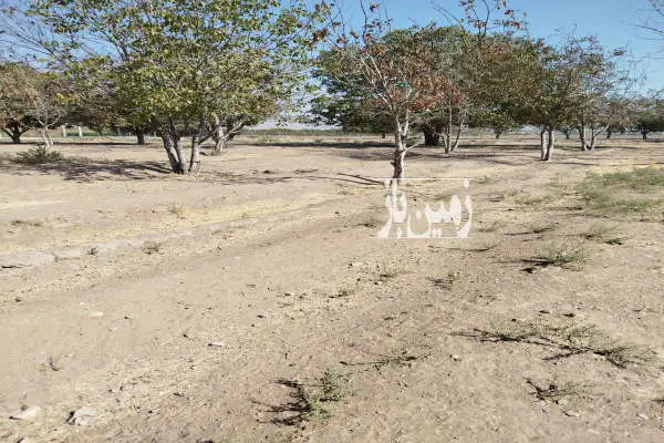 زمین ۵۰۰متری دارای درخت گردو کهنسال - تصویر 3