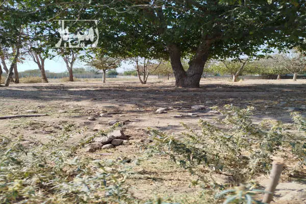 زمین ۵۰۰متری دارای درخت گردو کهنسال - تصویر 4