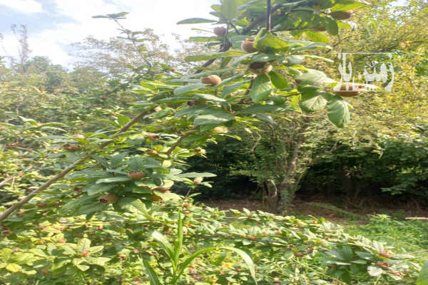 زمین کلنگی سنددار شهرستان لنگرود ۷۰۰ متر-1