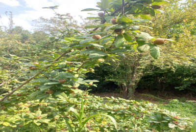 زمین کلنگی سنددار شهرستان لنگرود ۷۰۰ متر