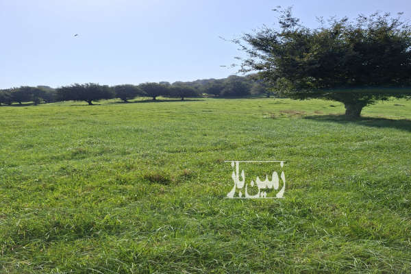 زمین باغی قابل ساخت اهنگر کلا دشت سر-1