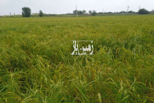 زمین شالیزاری با قابلیت تغییرکاربری جاده جویبار-1