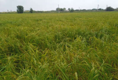 زمین شالیزاری با قابلیت تغییرکاربری جاده جویبار