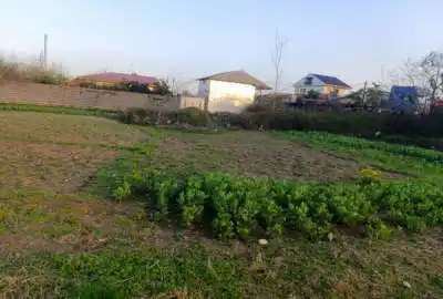 زمین واقع در آبکنار کاربری باغ دارای سند تک برگ سبز