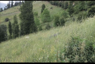 زمین کشاورزی ییلاقات دالخانی داخل روستای آرمو