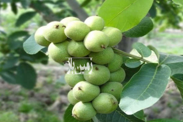 باغچه کشاورزی قابلیت ساخت خانه باغ خیابان ۲۲بهمن-1